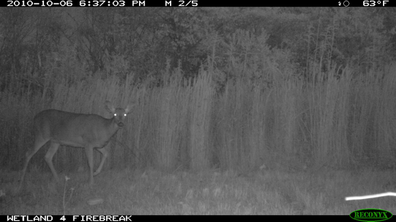 Full Size Image = 237 K