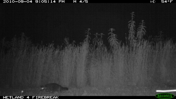 Full Size Image = 232 K