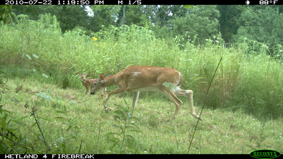 Full Size Image = 420 K