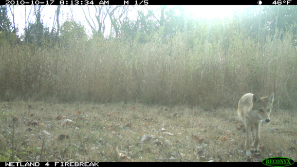 Full Size Image = 307 K