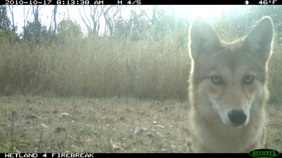 Full Size Image = 273 K