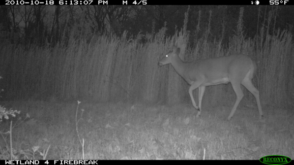 Full Size Image = 232 K