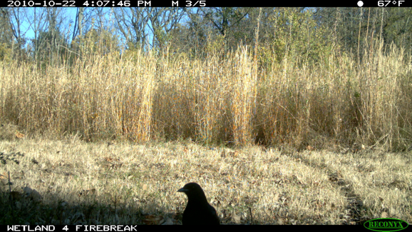 Full Size Image = 615 K