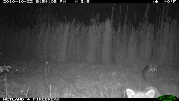 Full Size Image = 230 K