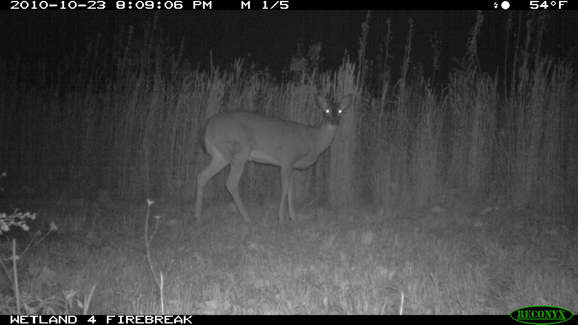 Full Size Image = 233 K