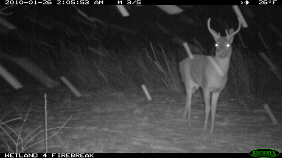 Full Size Image = 663 K