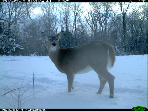 Full Size Image = 1601 K