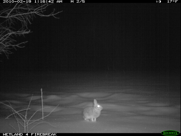 Full Size Image = 950 K