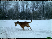 Cooper and the Squiirrel