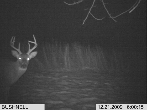 Full Size Image = 1142 K