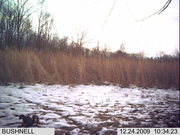 Full Size Image = 1870 K