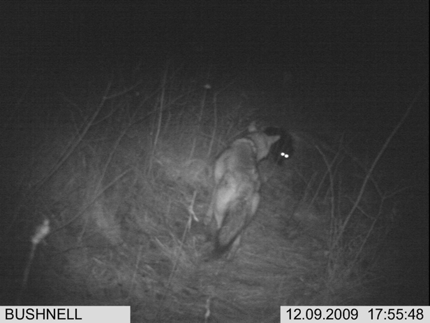 Full Size Image = 1156 K