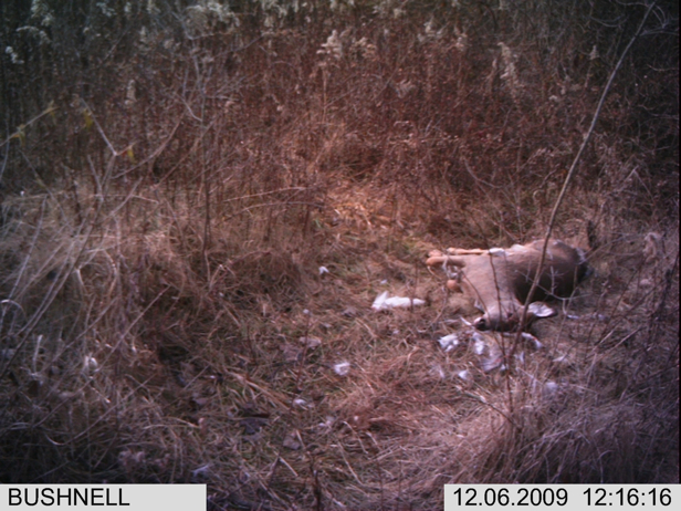 Full Size Image = 2312 K