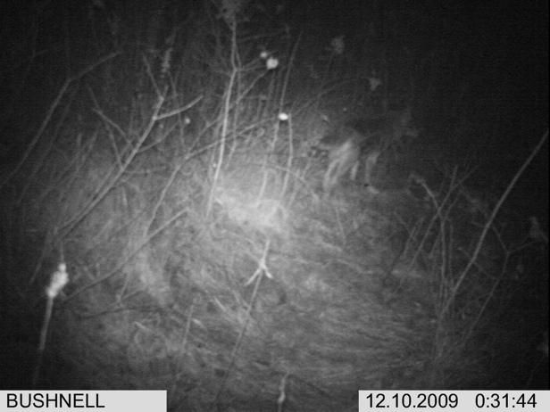 Full Size Image = 1290 K