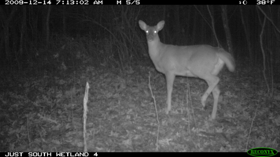 Full Size Image = 232 K