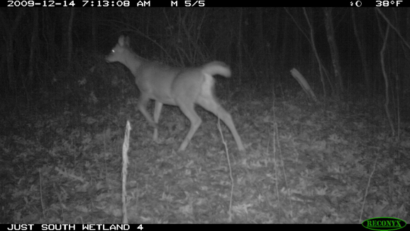 Full Size Image = 234 K