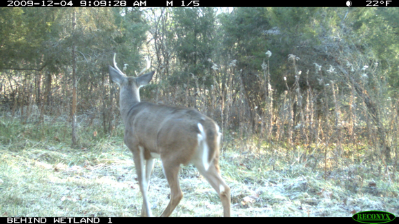 Full Size Image = 1770 K