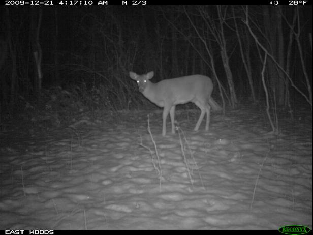 Full Size Image = 968 K