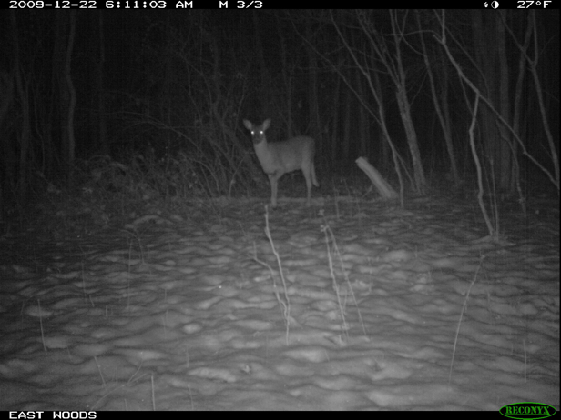 Full Size Image = 990 K