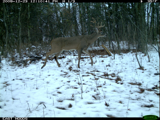 Full Size Image = 2266 K