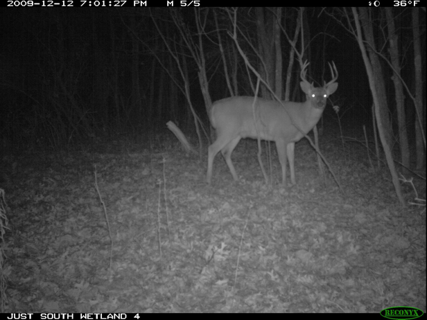 Full Size Image = 551 K