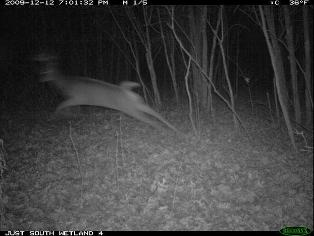 Full Size Image = 557 K