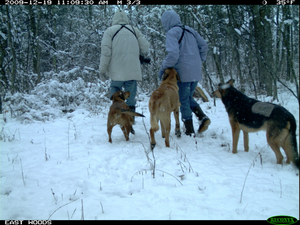 Full Size Image = 1870 K