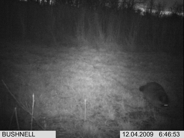 Full Size Image = 1281 K