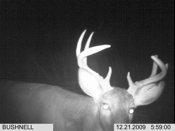 Healthy Buck