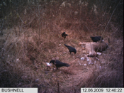 Crows  Feasting