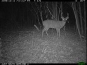 Large Buck