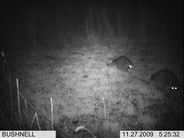 Full Size Image = 1276 K