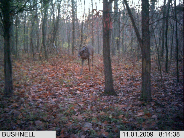 Full Size Image = 2663 K