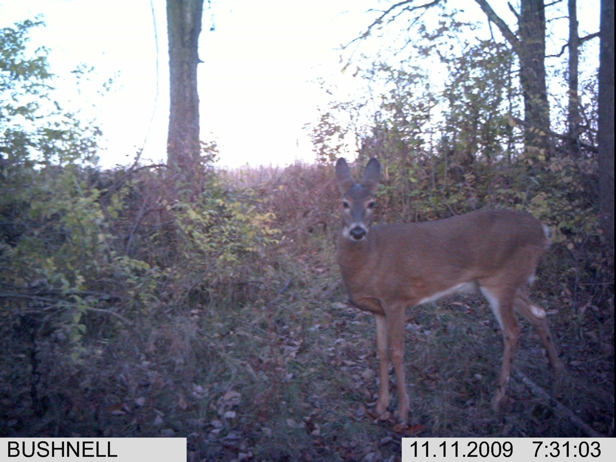 Full Size Image = 2208 K