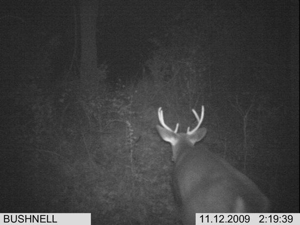 Full Size Image = 1184 K