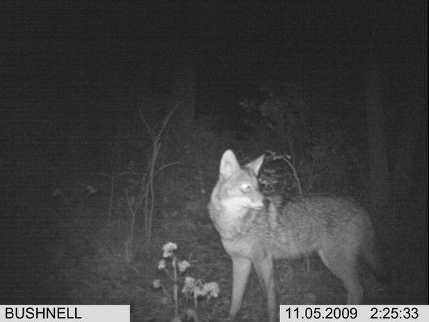 Full Size Image = 1129 K