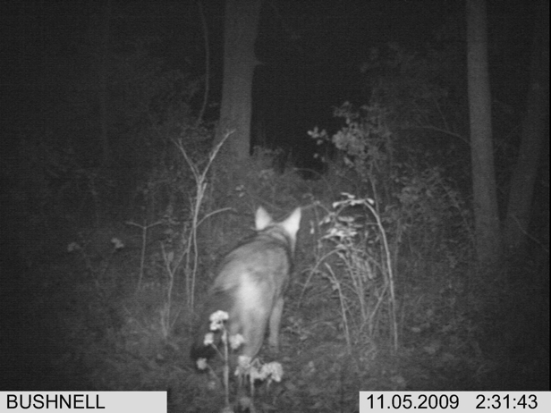 Full Size Image = 1226 K