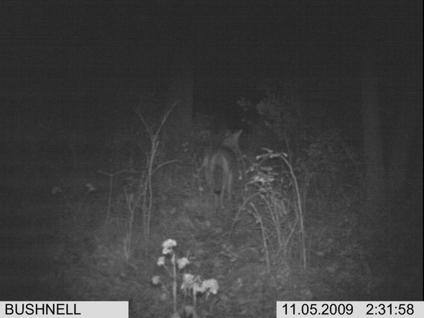 Full Size Image = 1137 K