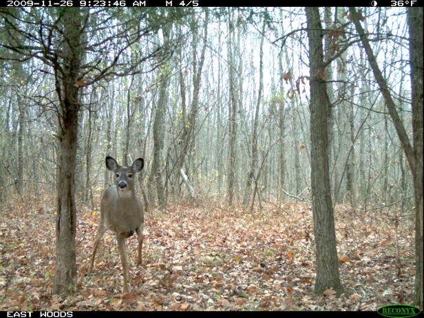 Full Size Image = 3211 K