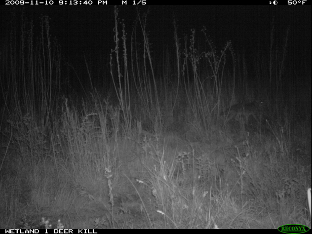 Full Size Image = 1021 K