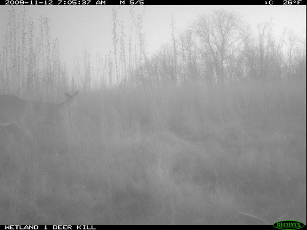 Full Size Image = 804 K