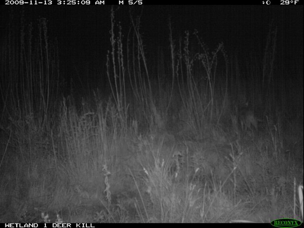 Full Size Image = 1005 K