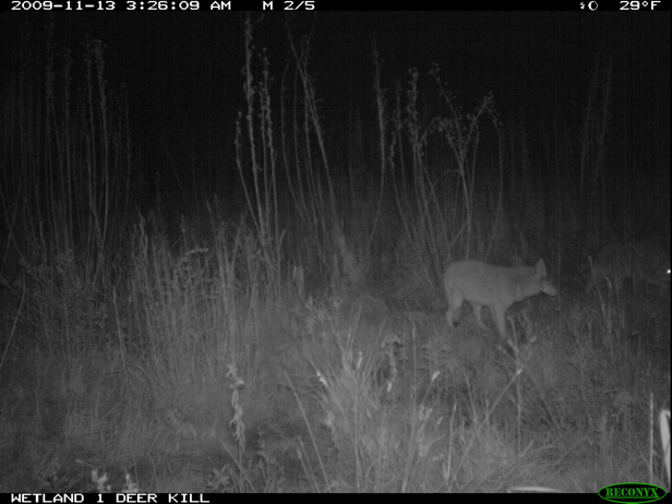 Full Size Image = 1005 K