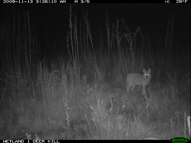 Full Size Image = 1005 K