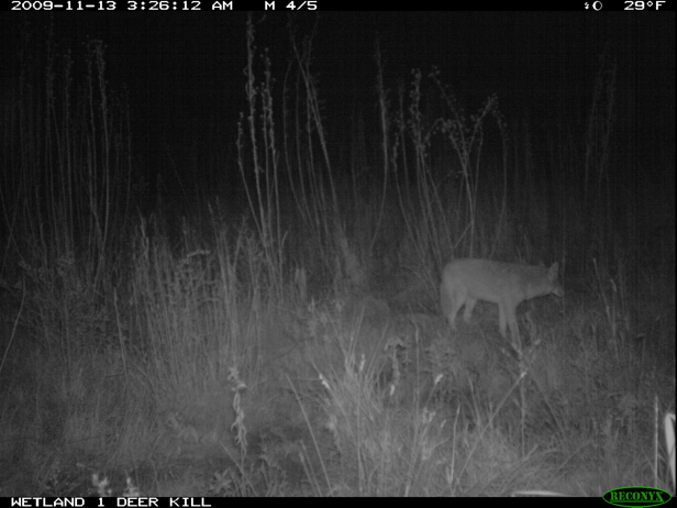 Full Size Image = 1004 K