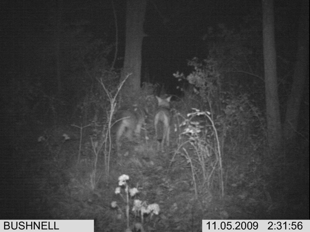 Full Size Image = 1233 K