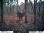 Big Buck