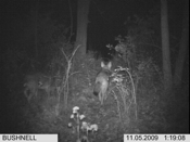 Coyotes on the Prowl