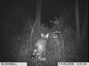 Coyote Blacktip Tail