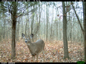 Doe Looking at the Camera